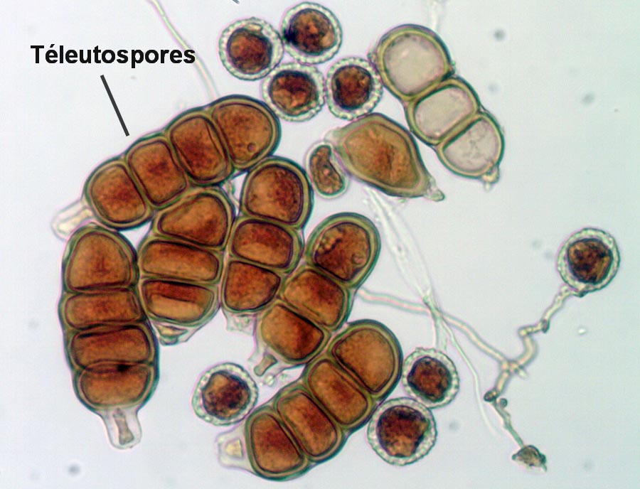 Phragmidium fragariae