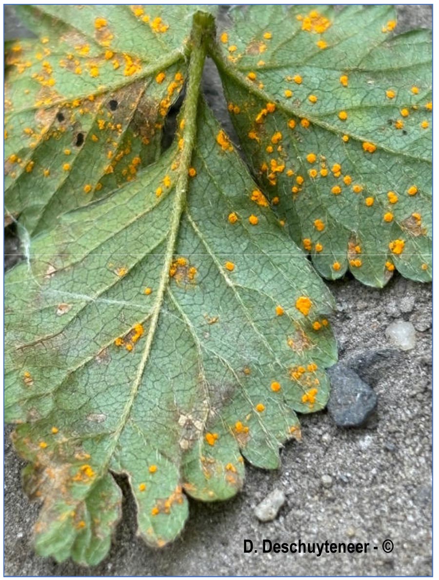 Phragmidium mexicanum
