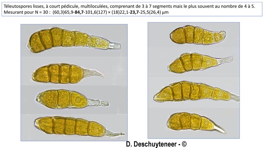 Phragmidium mexicanum
