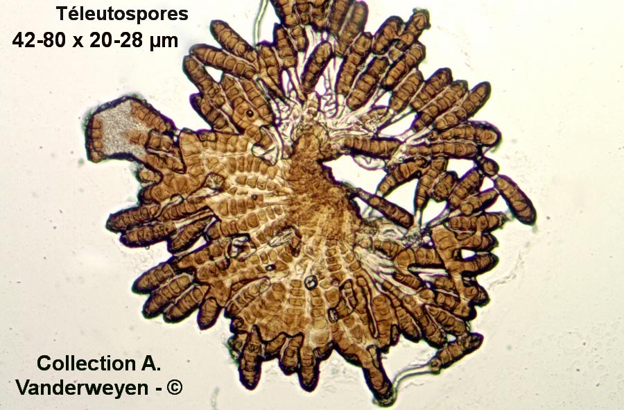 Phragmidium potentillae