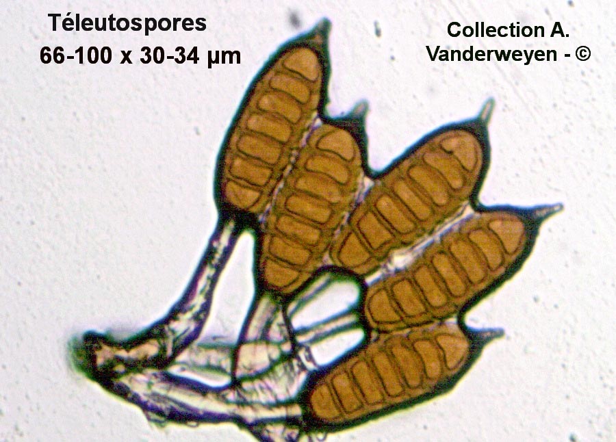 Phragmidium rosae-pimpinellifoliae