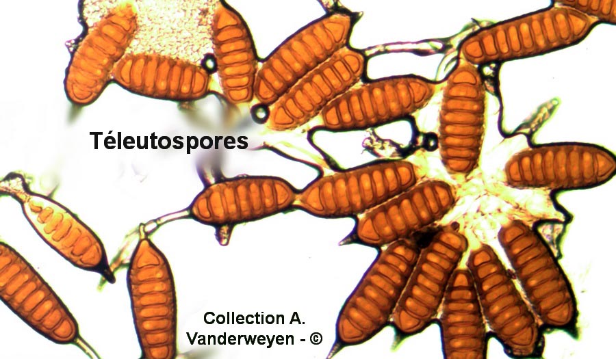 Phragmidium rosae-pimpinellifoliae