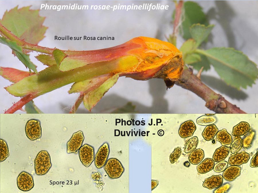 Phragmidium rosae-pimpinellifoliae