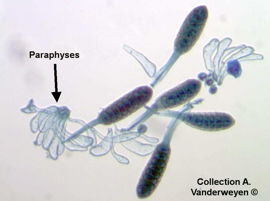 Phragmidium rubi-idaei