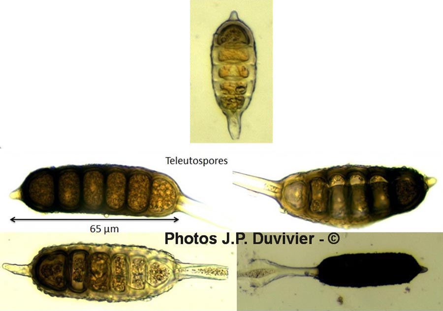 Phragmidium rubi-idaei