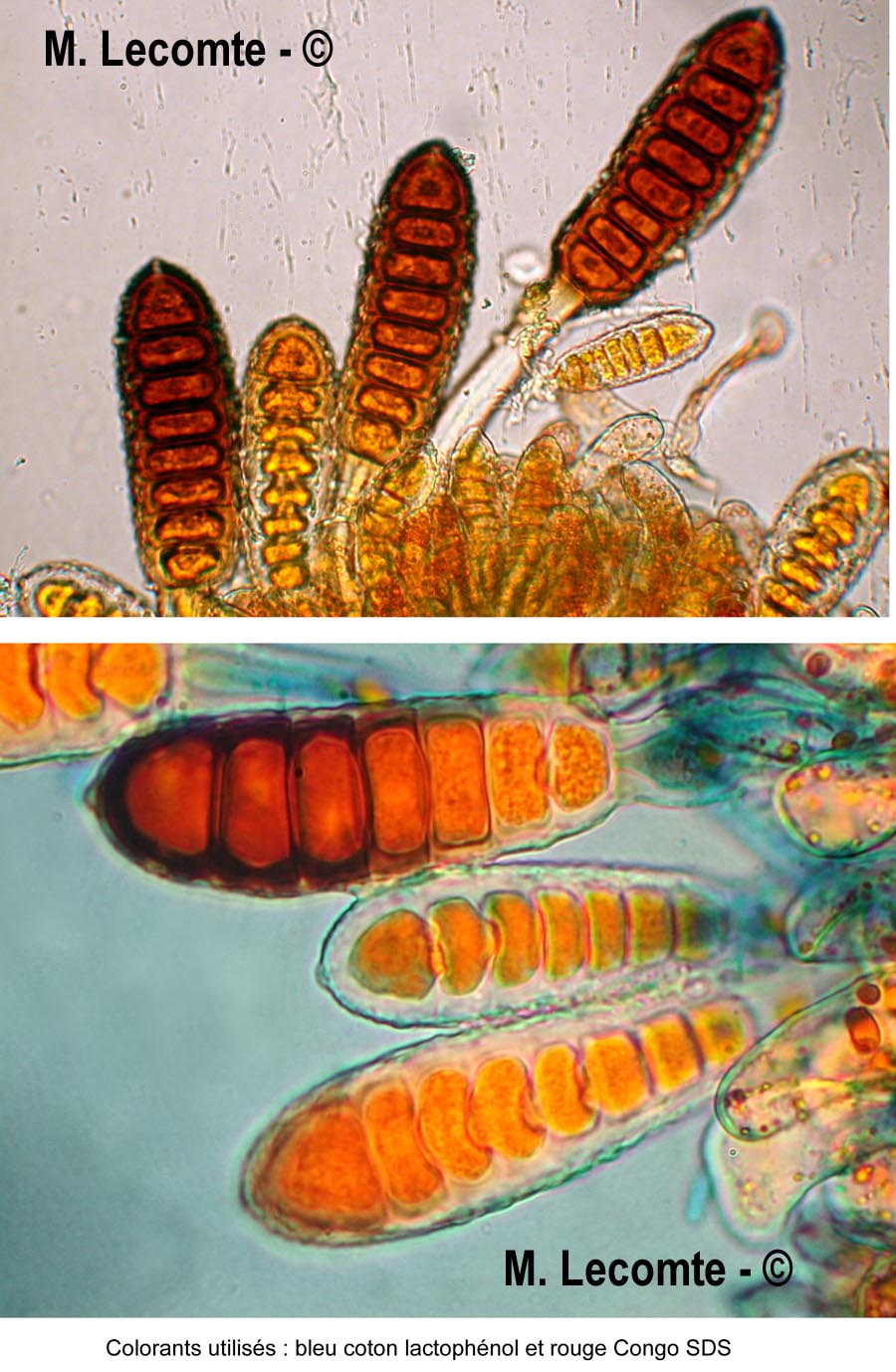 Phragmidium rubi-idaei