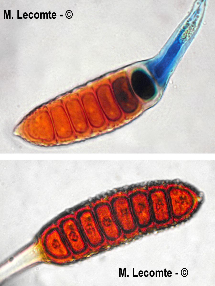 Phragmidium rubi-idaei