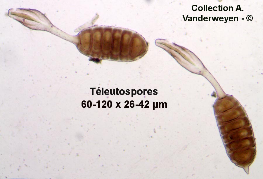 Phragmidium subcorticium