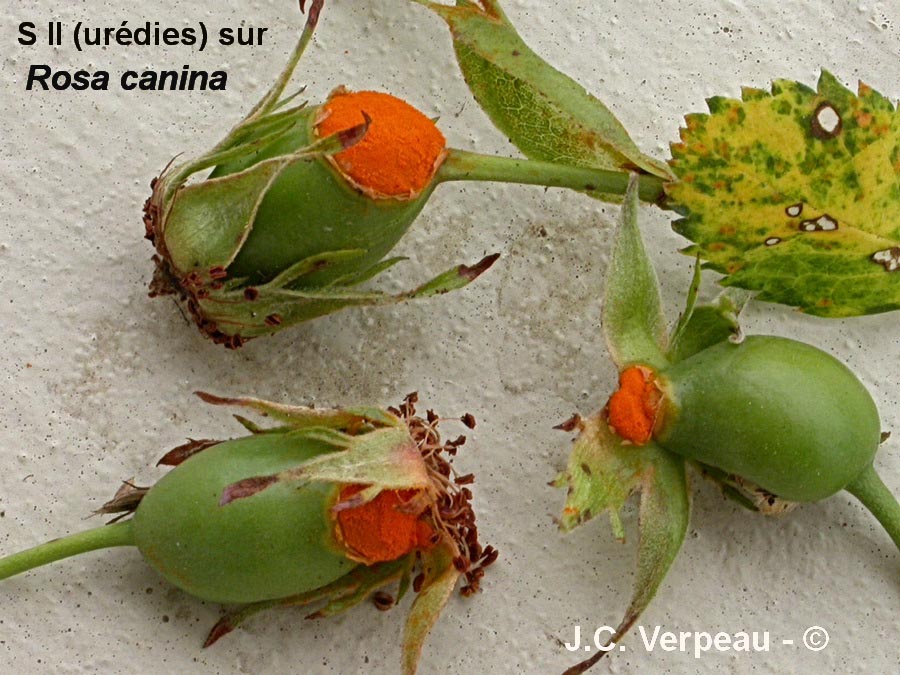 Phragmidium tuberculatum
