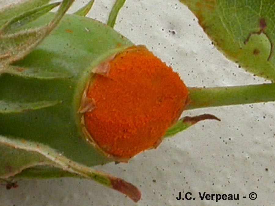 Phragmidium tuberculatum