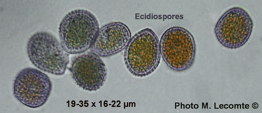 Phragmidium violaceum