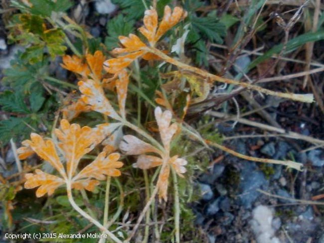 Phragmidium potentillae