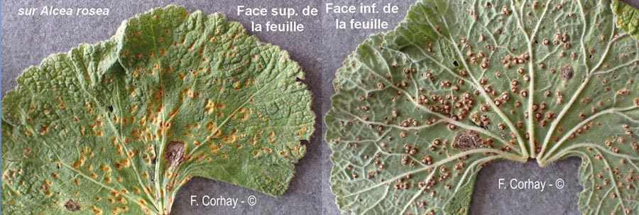 Puccinia platyspora