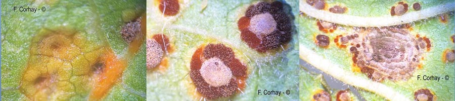 Puccinia platyspora