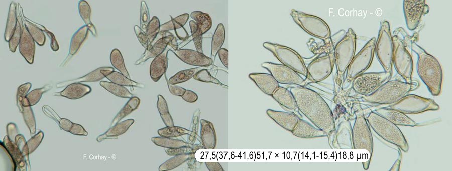 Puccinia platyspora