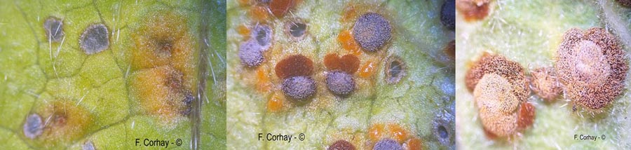 Puccinia platyspora