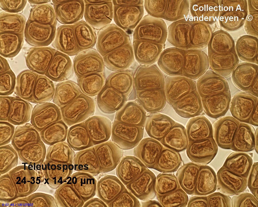 Puccinia pulverulenta