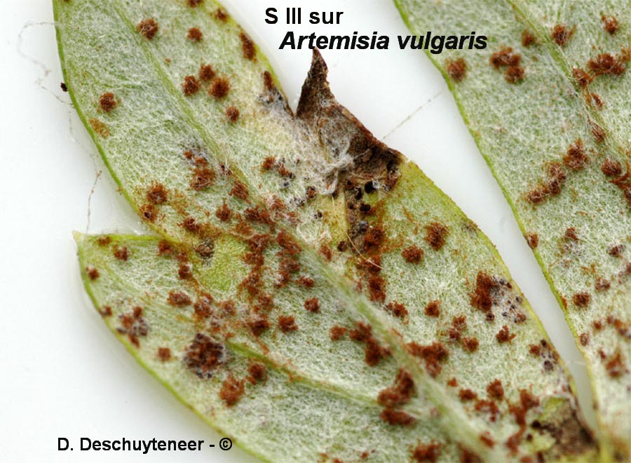 Puccinia absinthii