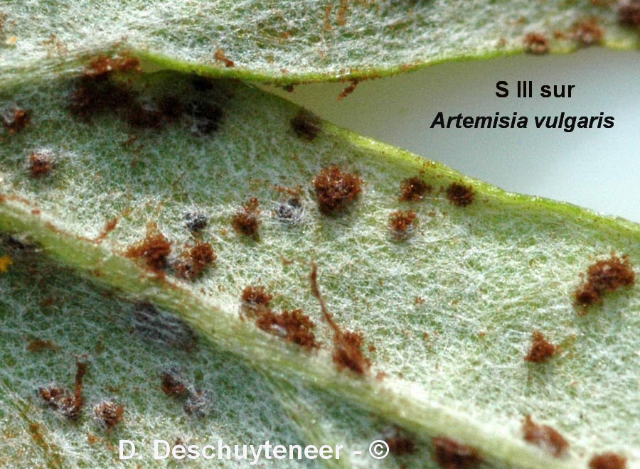 Puccinia absinthii