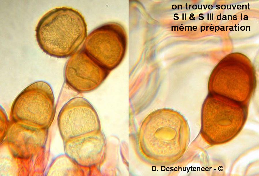 Puccinia absinthii