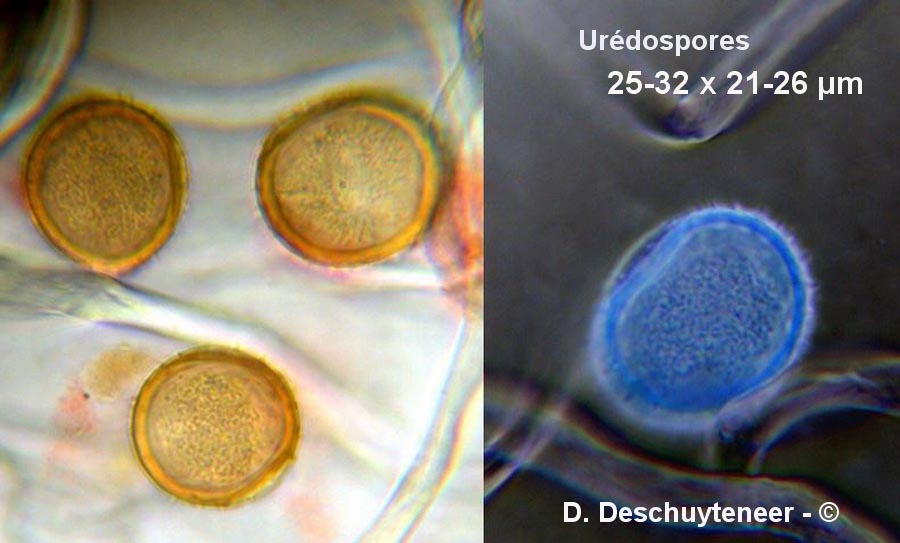 Puccinia absinthii