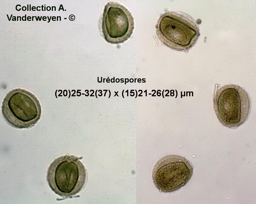 Puccinia absinthii