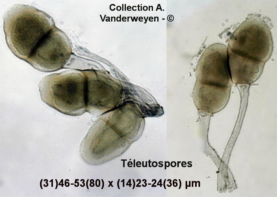 Puccinia absinthii