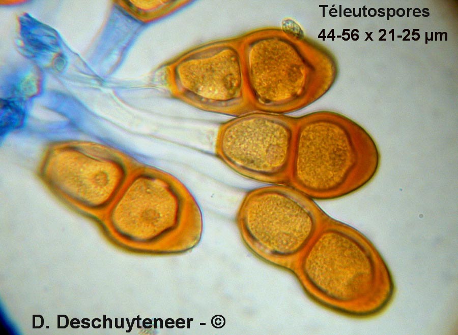 Puccinia absinthii