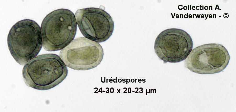 Puccinia acetosae