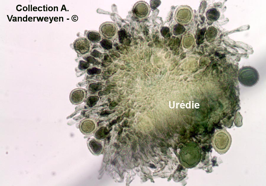 Puccinia acetosae