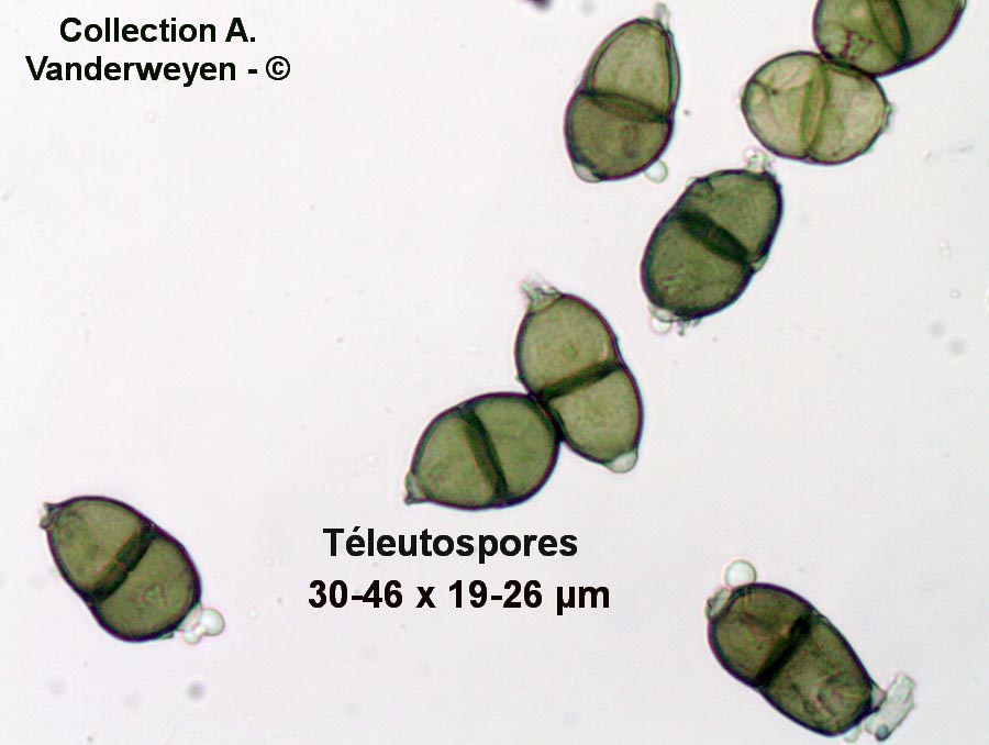 Puccinia acetosae