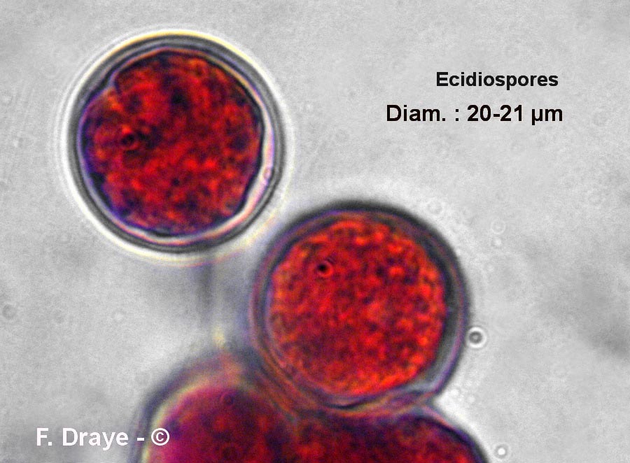 Puccinia actaeae-agropyri