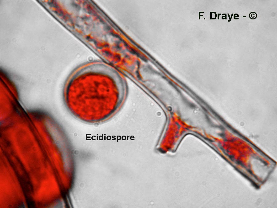 Puccinia actaeae-agropyri