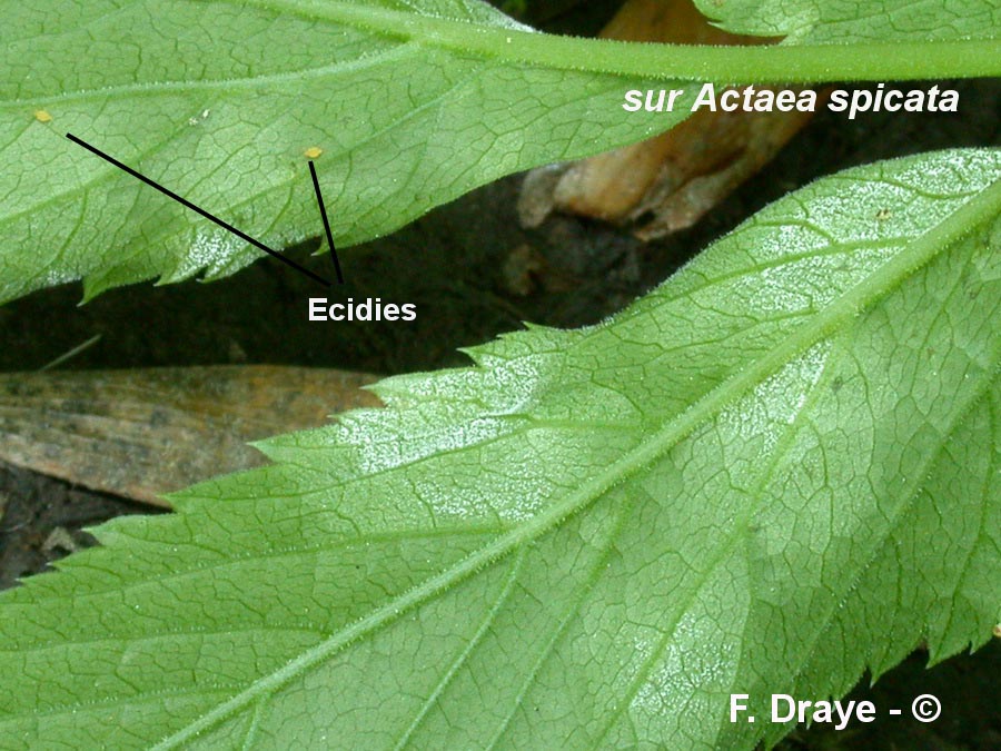 Puccinia actaeae-agropyri