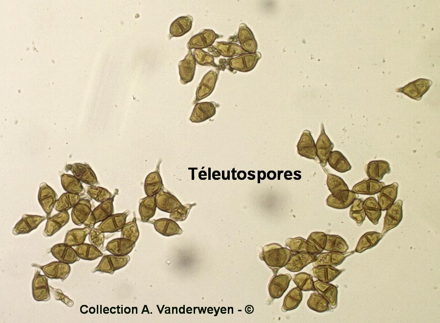 Puccinia adoxae