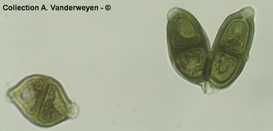 Puccinia adoxae