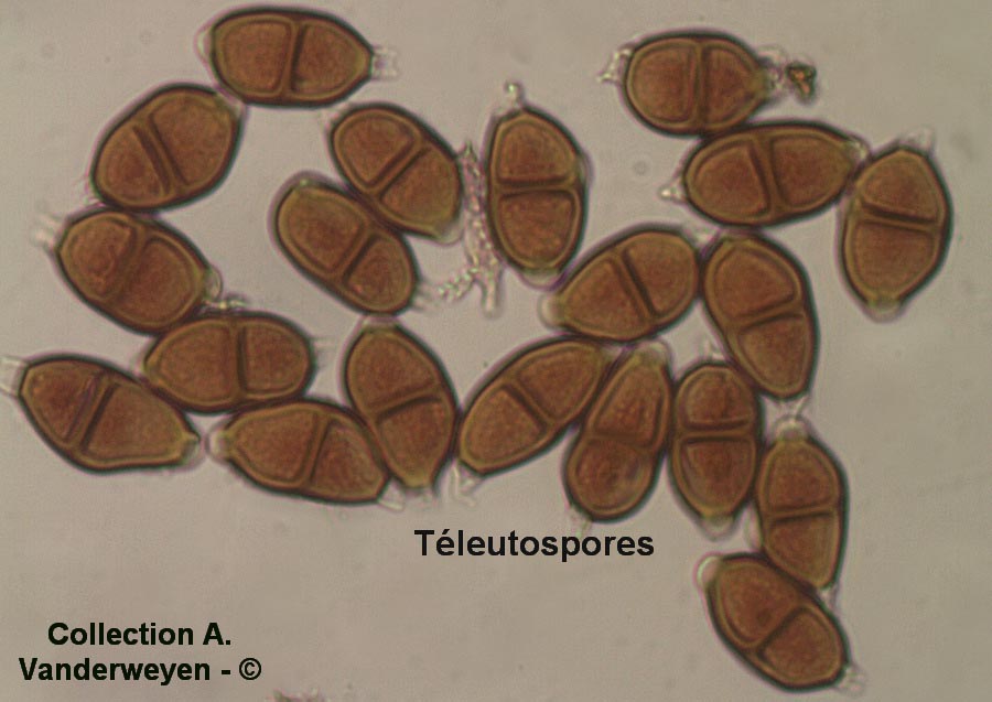 Puccinia adoxae