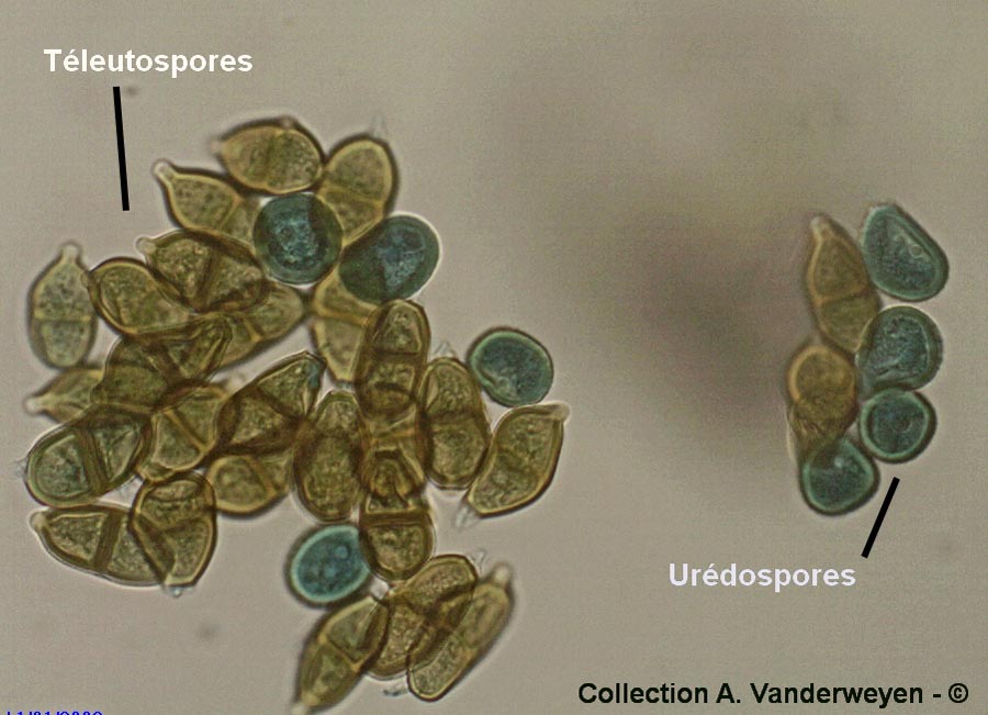 Puccinia adoxae