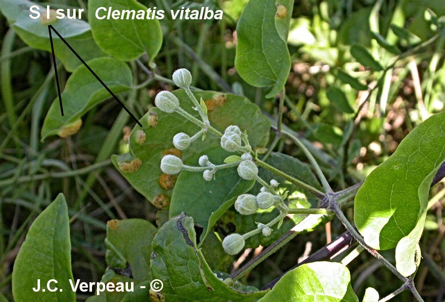 Puccinia agropyri