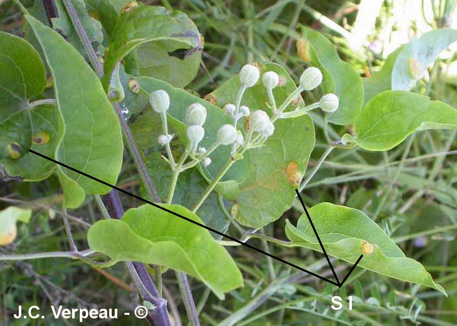 Puccinia agropyri