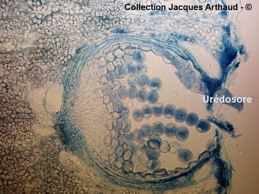 Puccinia agropyri