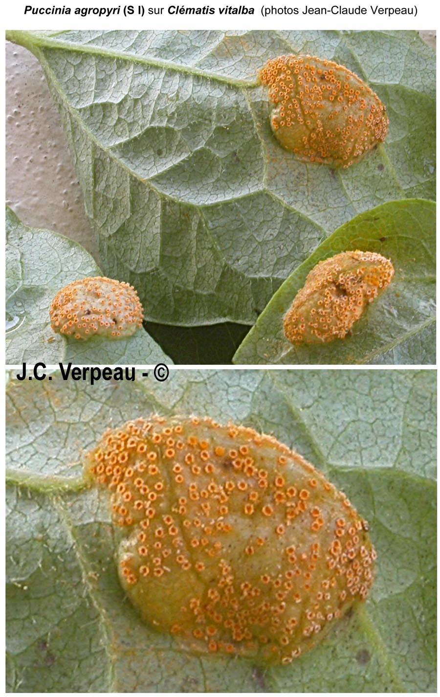 Puccinia agropyri