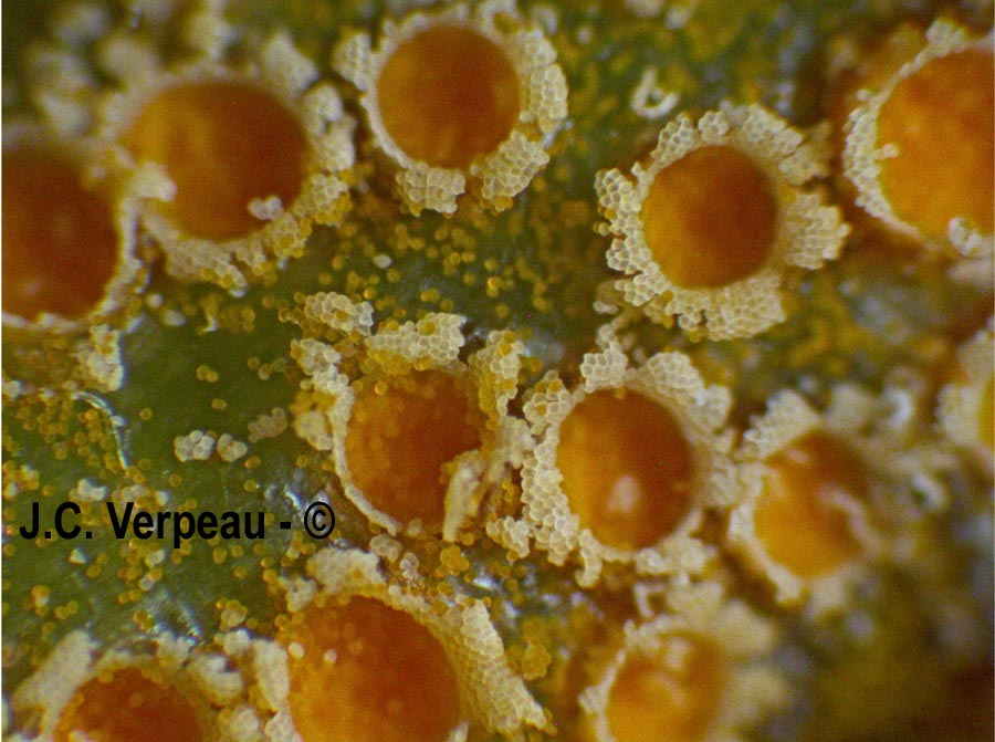 Puccinia agropyri