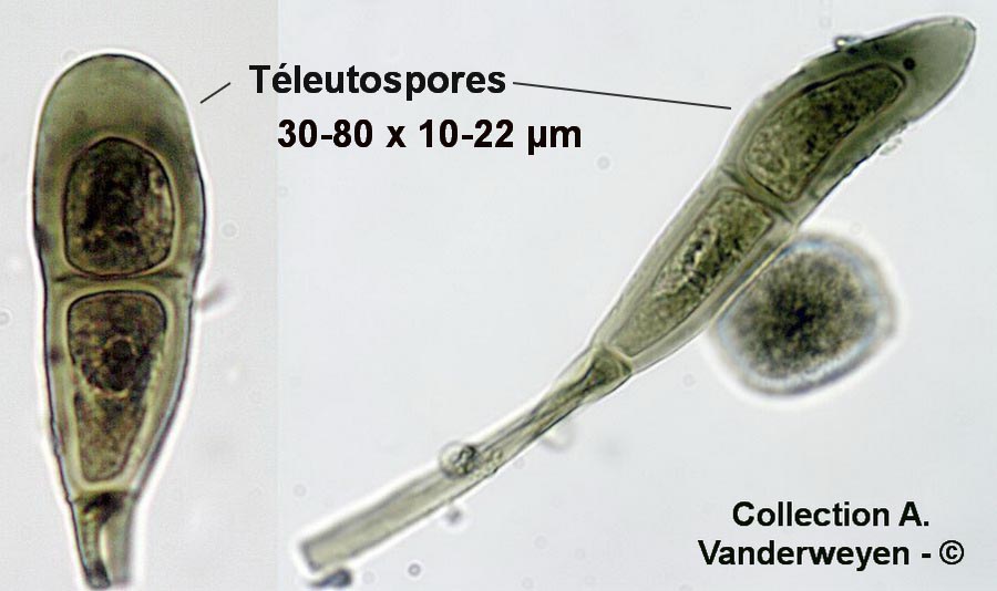 Puccinia agropyri