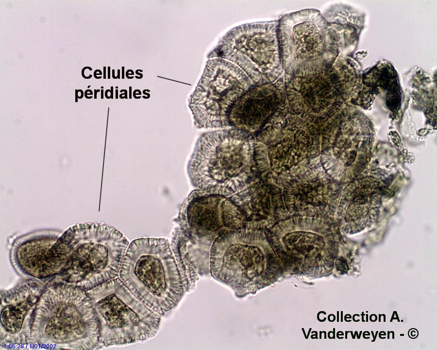 Puccinia agropyri