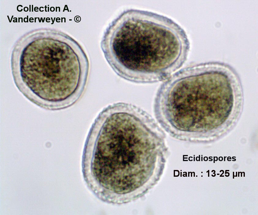 Puccinia agropyri