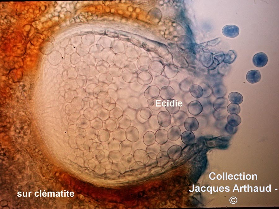 Puccinia agropyri