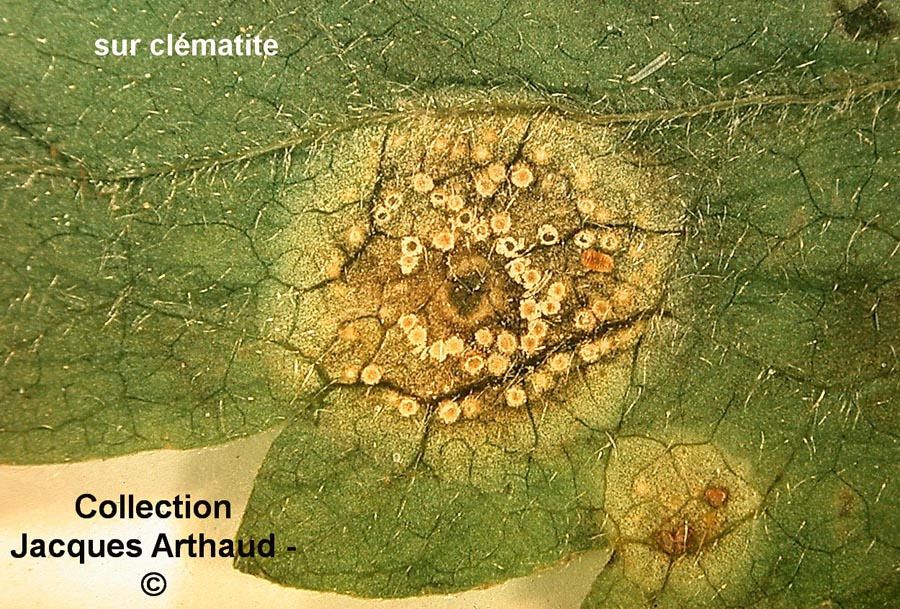 Puccinia agropyri