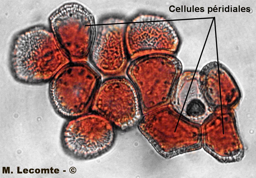 Puccinia albescens