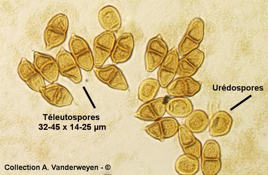 Puccinia albescens